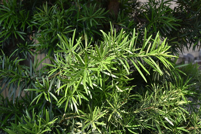 羅漢松科 Podocarpus macrophyllus (Thunb.) Sweet var. macrophyllus 大葉羅漢松 20150503 豐村國小 0002