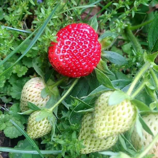 Strawberry 2013