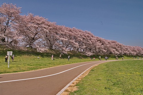 【写真】2013 桜 : 背割堤/2020-03-23/IMGP9690