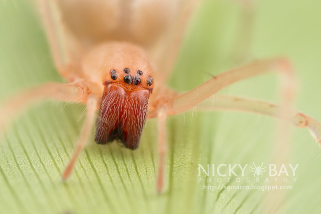Long-Legged Sac Spider (Miturgidae) - DSC_9436