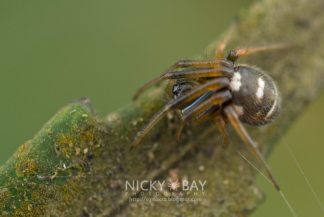 Orb Web Spider (Araneidae) - DSC_0108