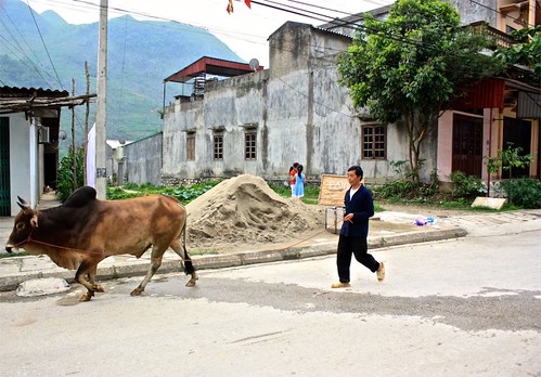 just walking the bull