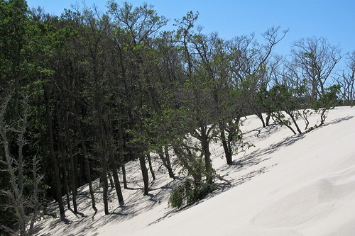 trees nationalpark sand dunes poland unesco łeba słowińskiparknarodowy