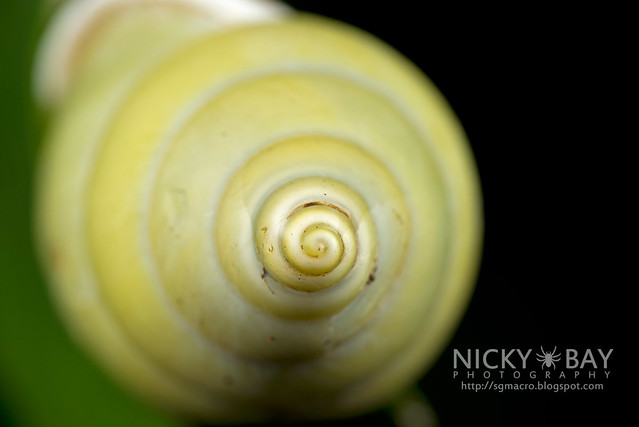 Snail (Gastropoda) - DSC_3778
