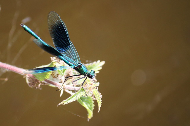 Male Demoiselle Fly