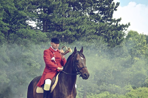 red england horse green english dogs nature landscape stage coat traditional serbia hunting trumpet fox belgrade hounds lov foxin