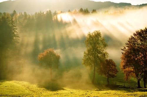 fog austria day nebel wiese zaun wald bäume sonnenstrahlen steiermark flickrbronzetrophygroup photographyforrecreationeliteclub flickrstruereflection1 flickrstruereflection2