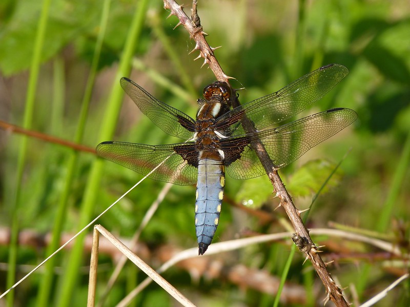 Broad-Bodied Chaser - Dorset