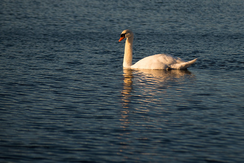 sunrise capecod swan oysterpond