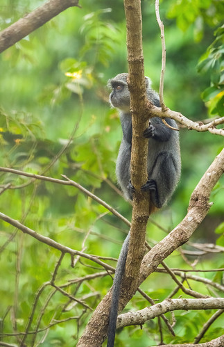 selousgamereserve tanzania primate bluemonkeycercopithecusmitis diademedmonkey african africa