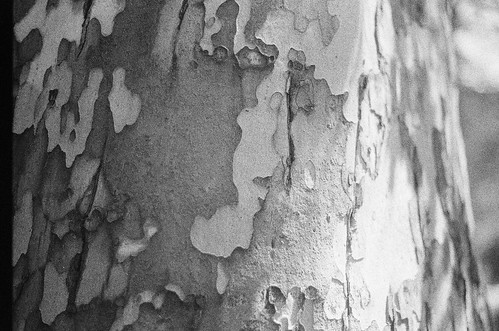 tree skin