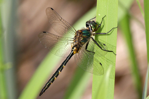 dragonflies dragonfly emerald somatochloraflavomaculata yellowspottedemerald gulfläckigglanstrollslända