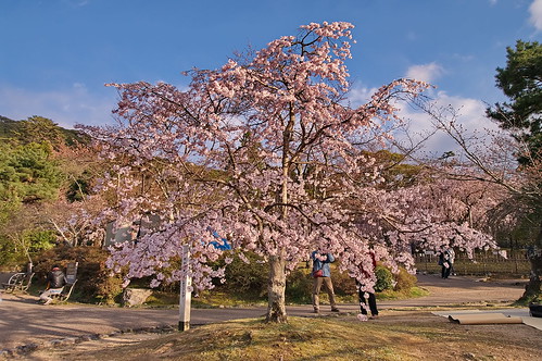 【写真】2013 桜 : 円山公園/2016-11-02/IMGP8728