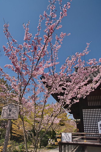 【写真】2013 桜 : 勧修寺/2021-02-03/IMGP9914