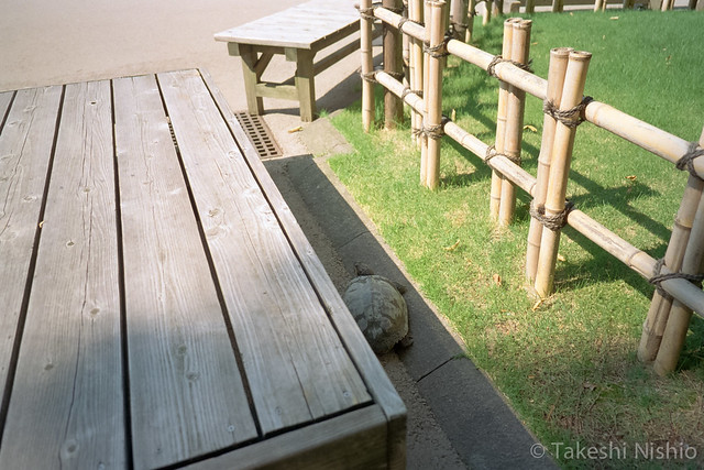 金沢城公園のカメ / Turtle at Kanazawa Castle Park