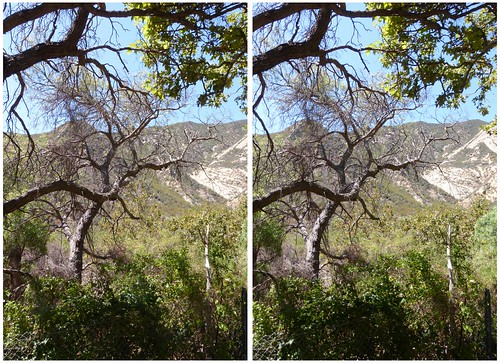 trees 3d gaviota stereophotograph crossview