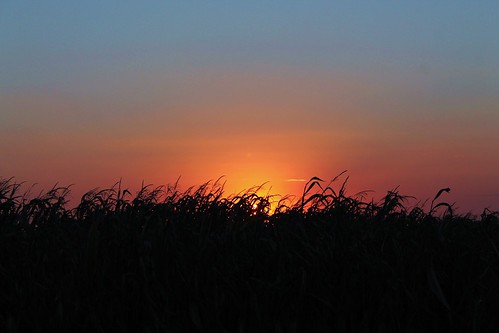 sunset sunshine silhouette wisconsin twilight cornfield farm