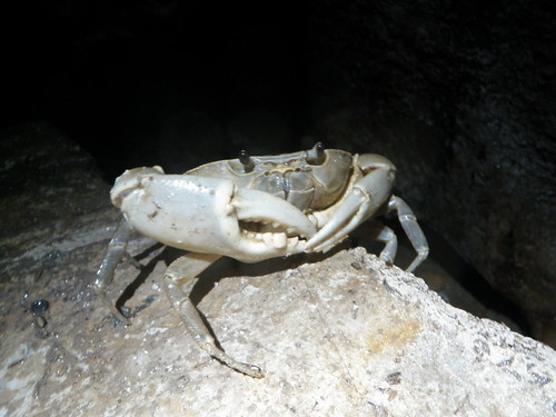crab cave arthopod cuevadevillaluz