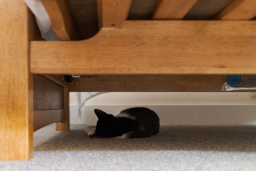 Our kitten Boo sleeps under the far corner of the futon with his face to the wall
