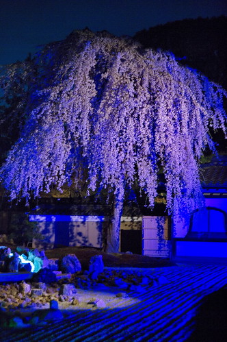 【写真】2013 桜 : 高台寺（２）/2020-11-07/IMGP9320