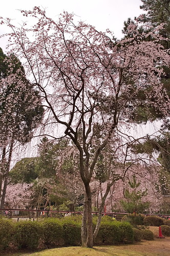 【写真】2013 桜 : 醍醐寺/2021-10-20/IMGP9089