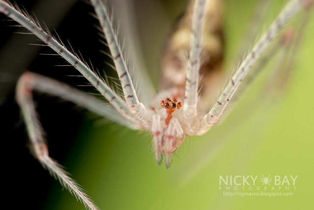 Comb-Footed Spider (Theridiidae) - DSC_3033