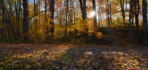 autumn trees sun ontario canada colour fall nature leaves yellow sunrise landscape northern ardbeg goosenecklake