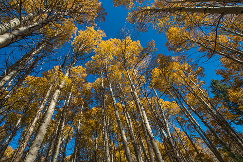 Fall colors in the Eastern Sierra: Aspens, wide angle