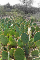 sea of cacti