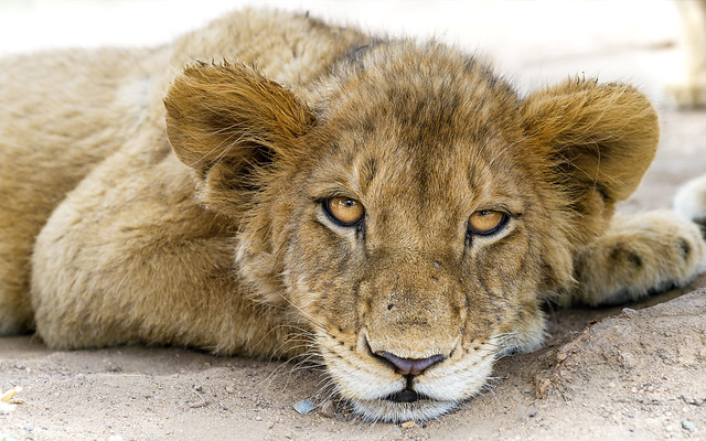  Lion Cub
