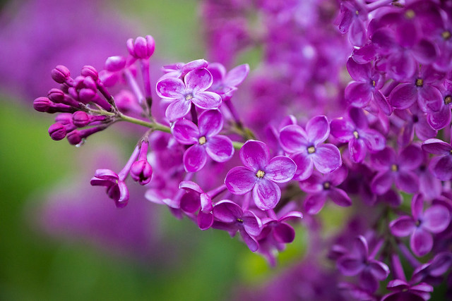 Purple, Lilac, Flowers