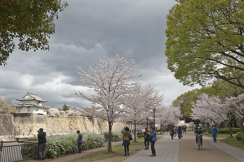 【写真】2014 桜 : 大阪城公園/2021-09-09/IMGP5799