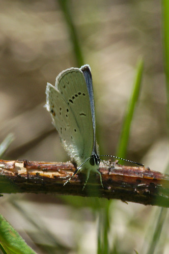 canada bc frontview princegeorge adultmale westerntailedblue cupidoamyntula