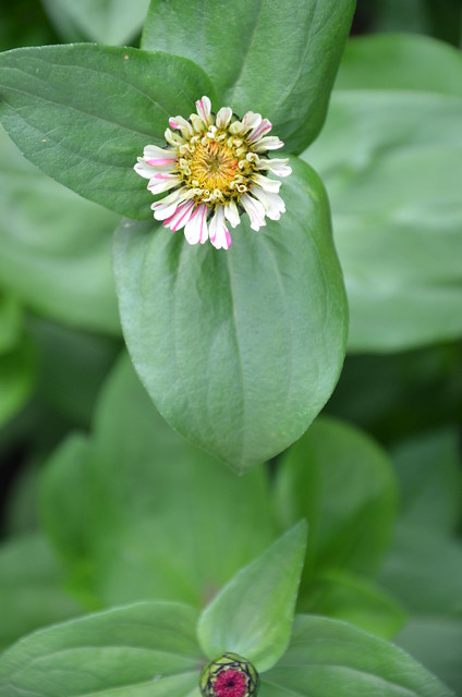 the first zinnia in our garden