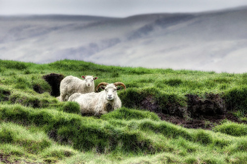 iceland sheeps
