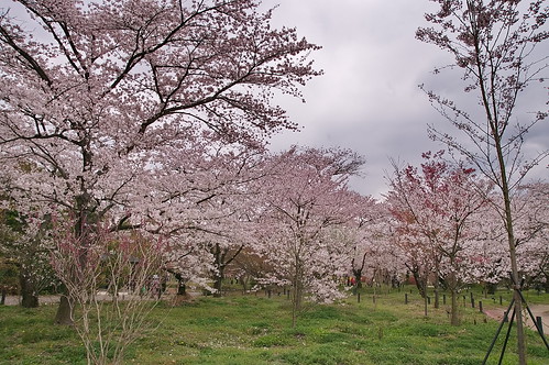 【写真】2013 桜 : 京都府立植物園/2020-12-16/IMGP9452