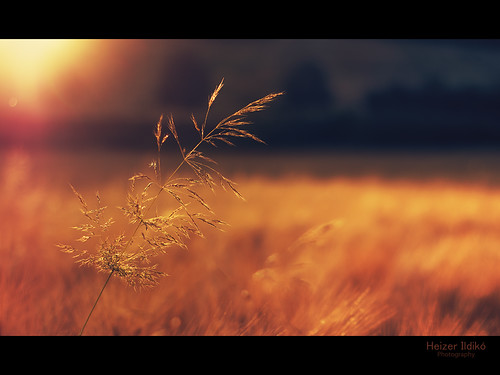 light sunset summer flower nature field grass night bestcapturesaoi mygearandme me2youphotographylevel1