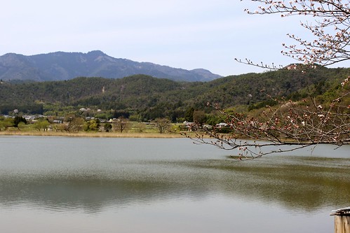 広沢池（2013.4.1）