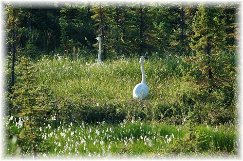 bird birds alaska landscape swan swans waterfowl trumpeterswan trumpeterswans alaskalandscape jlsphotographyalaska
