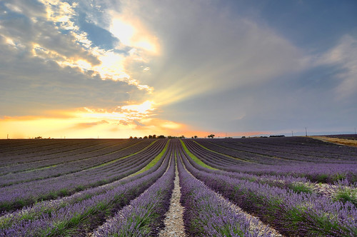sunset france flower field lavender provence hdr d90 tokina1116