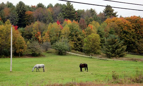 autumn horses horse canada fall automne cheval quebec foliage québec qc estrie easterntownships