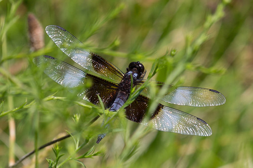 dragonfly bokeh lakecountyillinois lakewoodforestpreserve summer2013