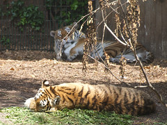 Tigers, 5