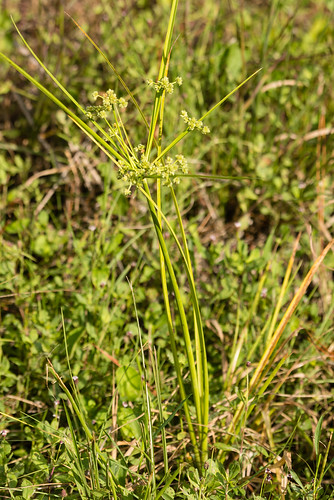native monocots cyperaceae cyperusdistinctus swampflatsedge