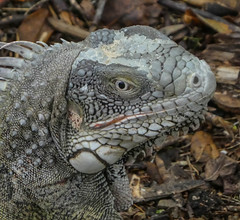 Iguana close-up