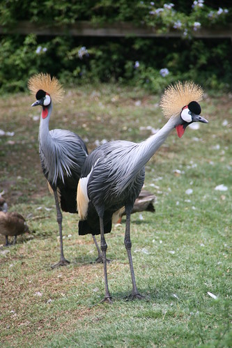 Crested Cranes in Casela Nature Park, Black River, Mauritius. Picture via: http://www.flickr.com/photos/65512994@N08/ CC by 2.0