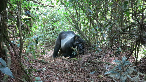 africa animal trek gorilla jungle uganda bwindi