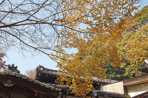 【写真】2013 紅葉 : 妙円寺/2018-11-21/IMGP4338