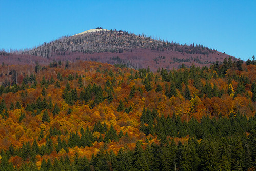 autumn trees mountain tree germany bayern bavaria autumncolors lusen