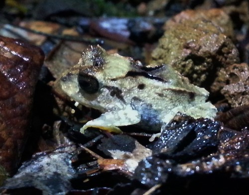 costarica selvaverde craugastormegacephalus broadheadedrainfrog